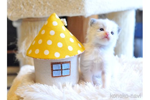販売中の埼玉県のラグドール-117457の5枚目